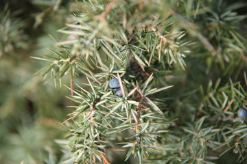 Wacholder, Juniperus