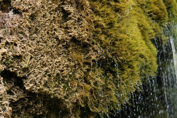 Wachsen des Kalktuffs auf Moos im DreimÃ¼hlen-Wasserfall 