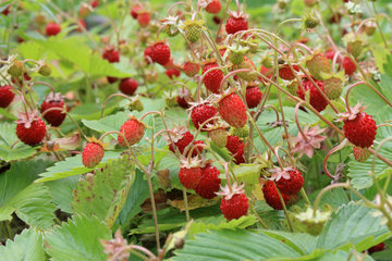 Wald-Erdbeere, Fragaria vesca
