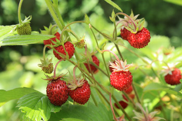 Wald-Erdbeere, Fragaria vesca