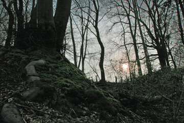 Wald im Wurmtal