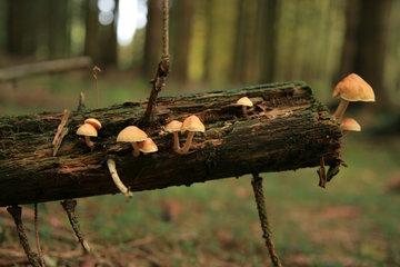 Waldboden mit Pilzen auf totem Holz