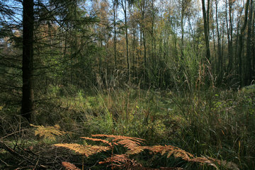 Waldlichtung im Münsterwald, Nordeifel
