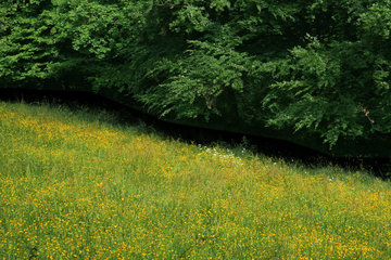 Waldrand mit Blumenwiese