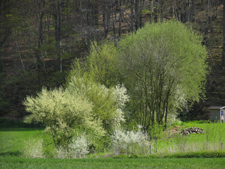 Weiß blühende Büsche am Weißen Weg bei Haus Heyden, Aachen-Horbach