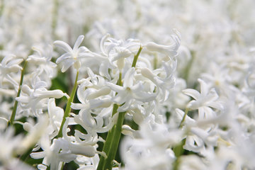 Weiße Gartenhyazinthe, Hyacinthus orientalis