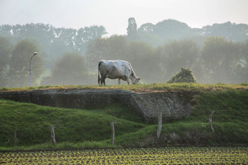 Weidende Kuh auf einer Bunkerruine bei Aachen-Horbach