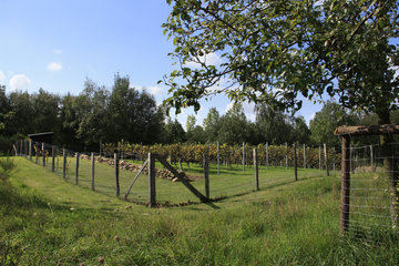 Weinanbau auf der Sophienhöhe (Obstwiese)