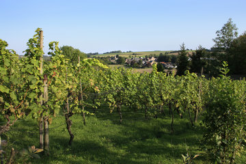 Weinanbau in Südlimburg, im Hintergrund Wahlwiller