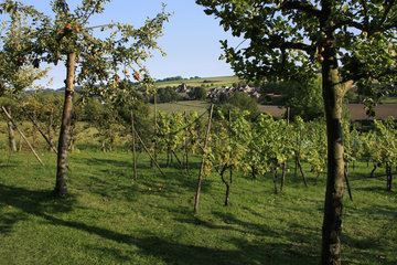 Weinanbau in Südlimburg, im Hintergrund Wahlwiller