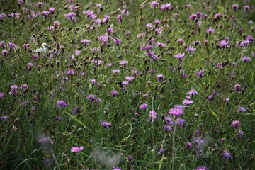 Wiesen-Flockenblume in der Drover Heide