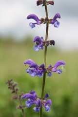 Wiesensalbei, Salvia pratensis