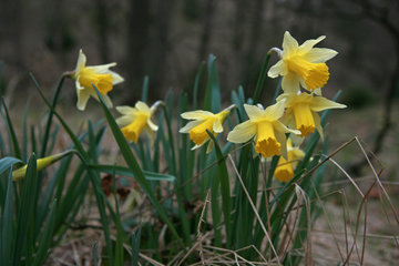 Wilde Narzissen ( Narcissus pseudonarcissus )