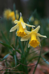 Wilde Narzissen ( Narcissus pseudonarcissus )