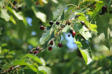 Wildkirsche oder Vogelkirsche, Prunus avium