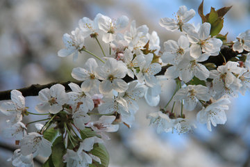 Wildkirsche oder Vogelkirsche, Prunus avivum