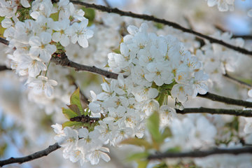 Wildkirsche oder Vogelkirsche, Prunus avivum
