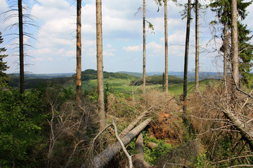 Windbruch in einem Fichtenwald, Nerother Kopf, Vulkaneifel