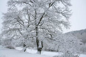 Winter im Wurmtal
