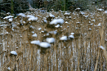 Winterblumen, Berenbos, NL