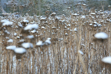 "Winterblumen" im Berenbos, Kerkrade, NL