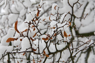 Winterliche Linde, Tilia