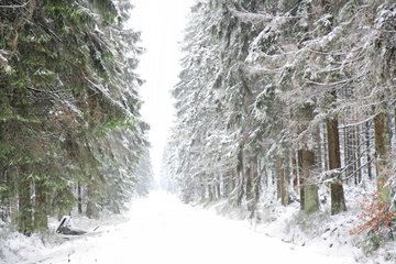 Winterwald im Hohen Venn