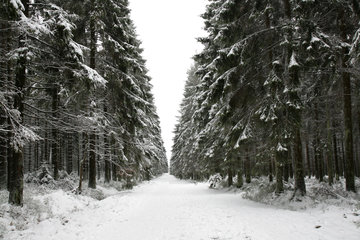 Winterwald im Hohen Venn