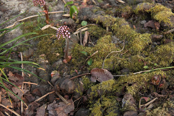 Wurzelstock des Schildblatts, Peltiphyllum peltatum, mit Blütenknospen