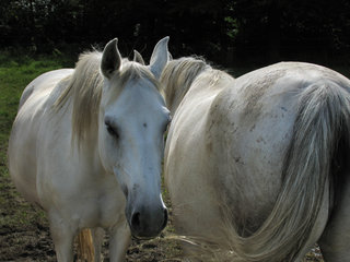 Zwei Pferde bei Plombières