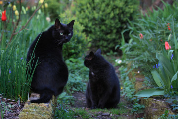 Zwei schwarze Katzen im Garten