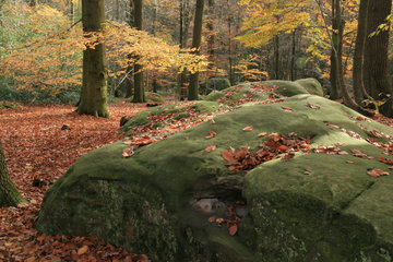 Zyklopensteine im Aachener Wald