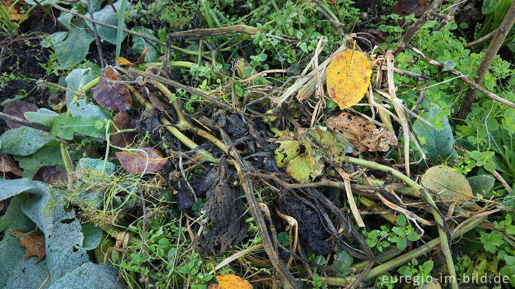 Detailansicht von Abgeerntetes Gemüsebeet im Garten von Detlef Röper