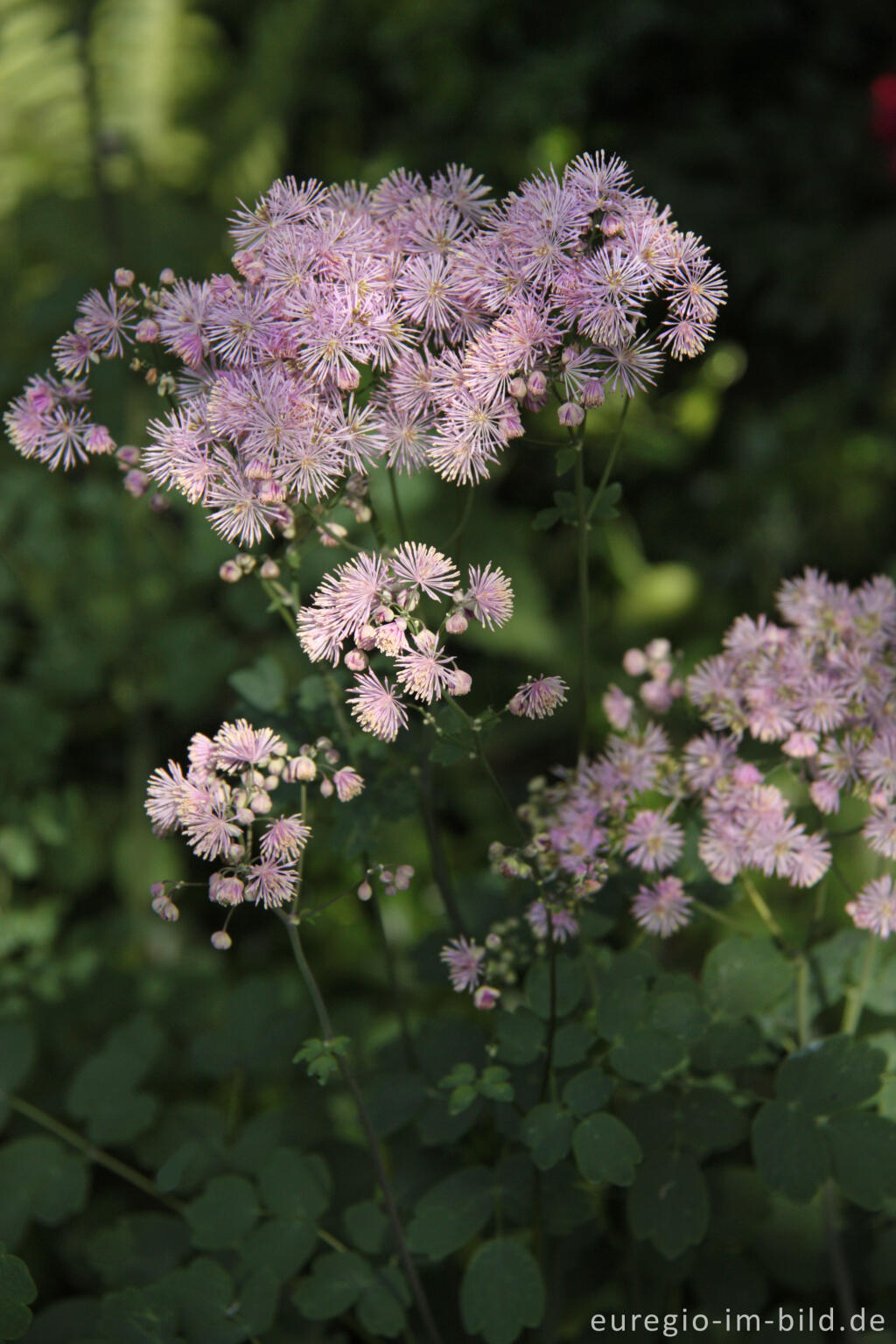 Detailansicht von Akeleiblättrige Wiesenraute, Thalictrum aquilegiifolium
