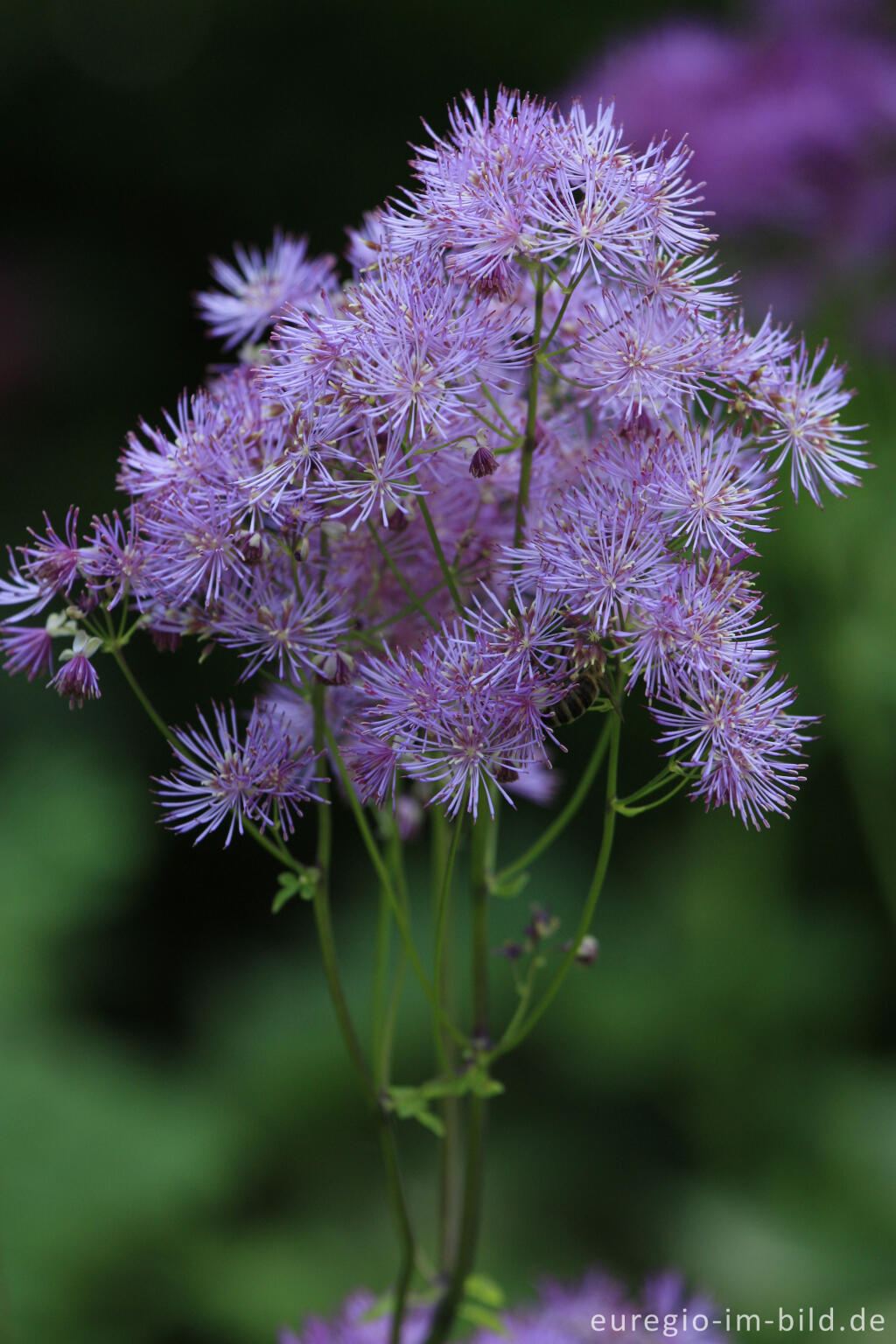 Detailansicht von Akeleiblättrige Wiesenraute, Thalictrum aquilegiifolium, 
