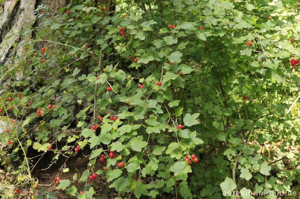 Detailansicht von Alpen-Johannisbeere auf dem Karmelenberg bei Ochtendung