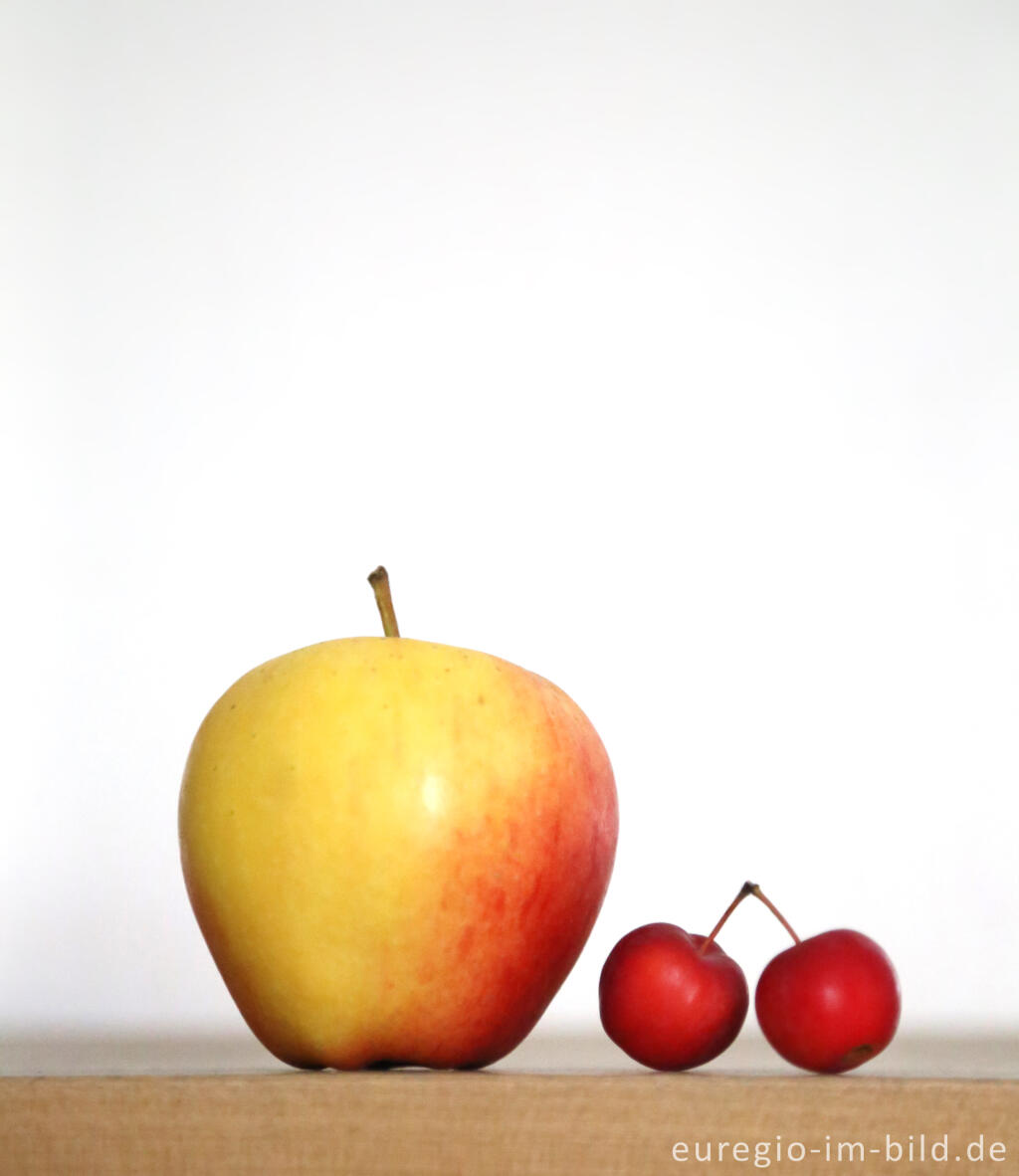 Detailansicht von Apfel in normaler Größe und roter Zierapfel