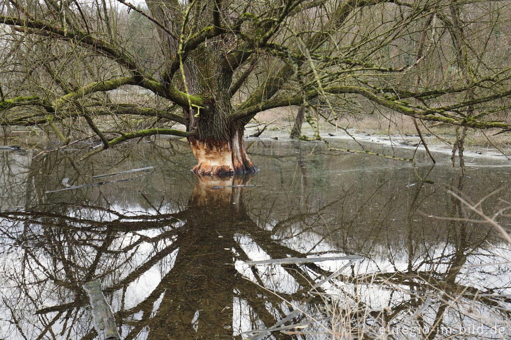 Detailansicht von Auenlandschaft im Wurmtal bei Herzogenrath-Straß mit Biberspuren