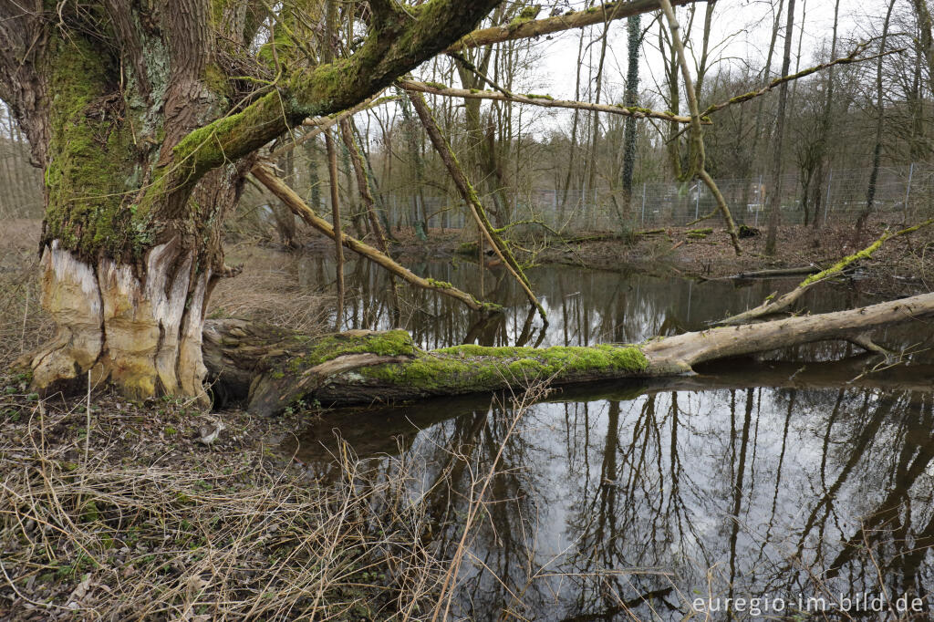 Detailansicht von Auenlandschaft im Wurmtal bei Herzogenrath-Straß mit Biberspuren