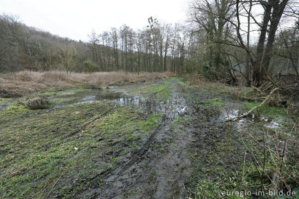 Detailansicht von Auenlandschaft im Wurmtal bei Herzogenrath-Straß