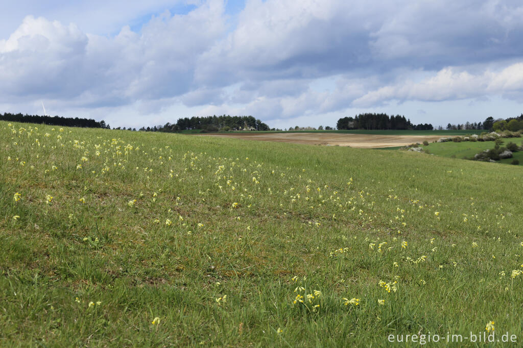 Detailansicht von Auf dem Bürvenicher Berg 