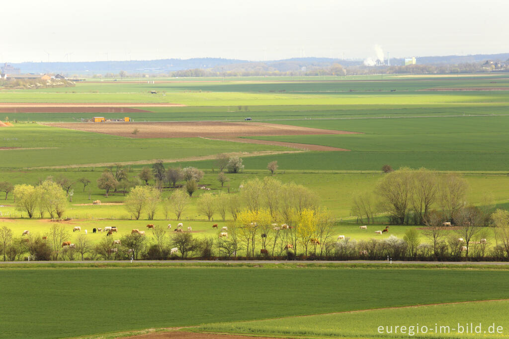 Detailansicht von Auf dem Bürvenicher Berg 