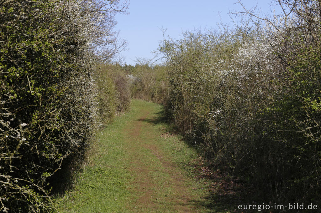 Detailansicht von Auf dem Bürvenicher Berg 