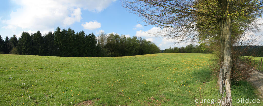 Detailansicht von Auf dem Eifelsteig bei Höfen