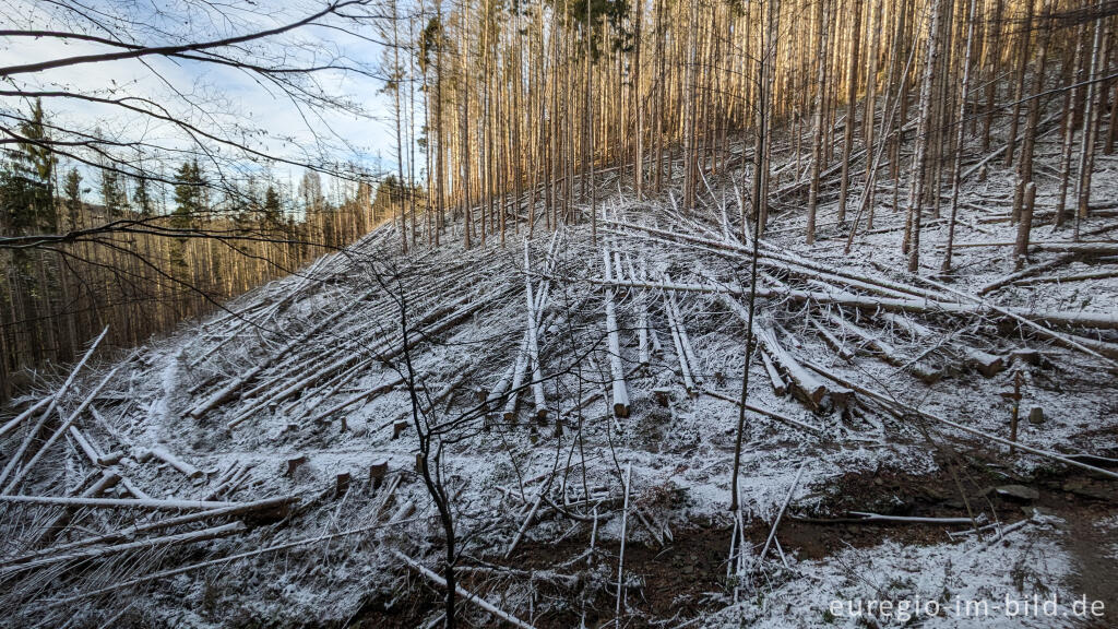 Detailansicht von Auf dem "Schöpfungspfad" im Nationalpark Eifel
