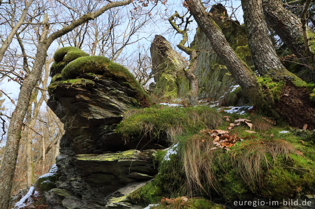 Detailansicht von Auf dem "Schöpfungspfad" im Nationalpark Eifel