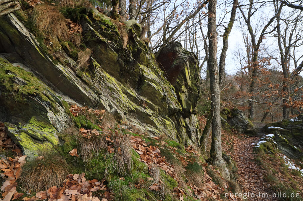 Detailansicht von Auf dem "Schöpfungspfad" im Nationalpark Eifel