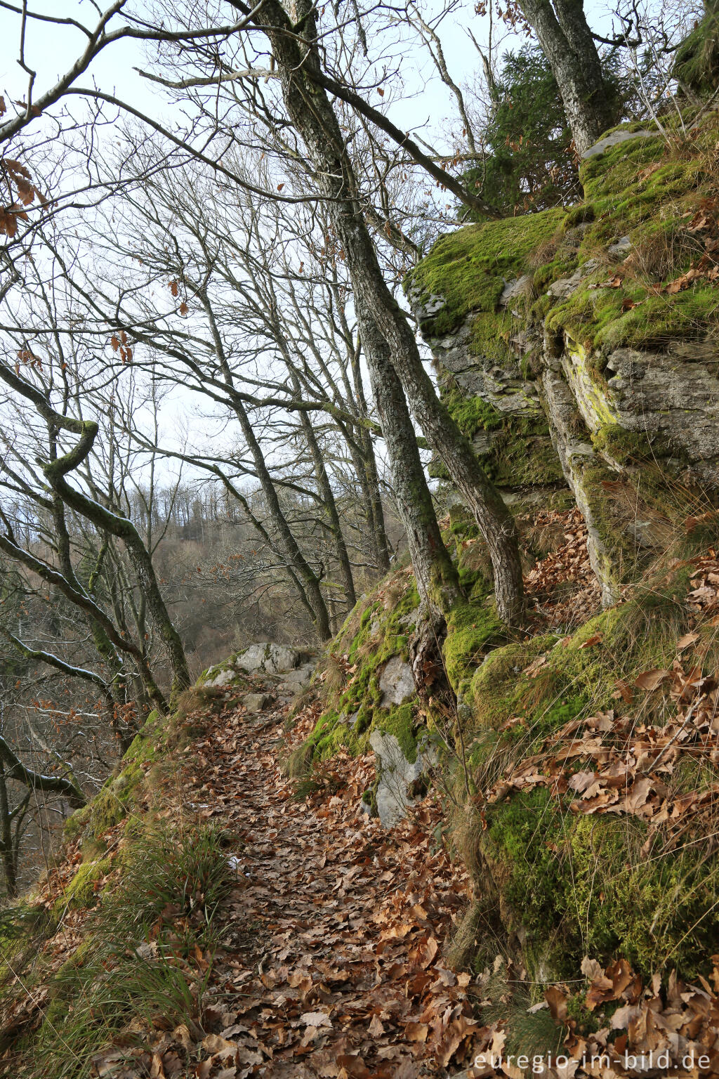 Detailansicht von Auf dem "Schöpfungspfad" im Nationalpark Eifel