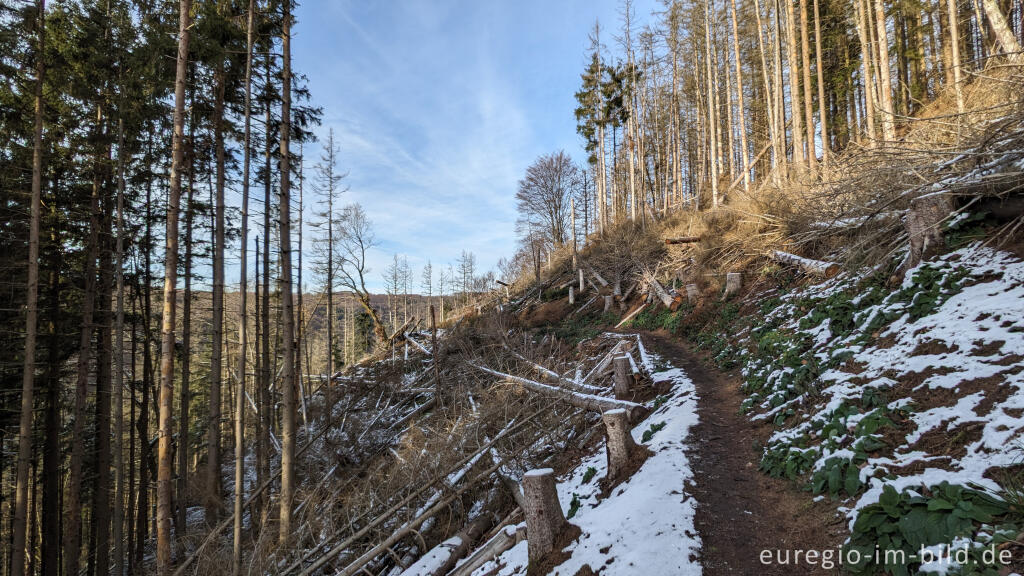 Detailansicht von Auf dem "Schöpfungspfad" im Nationalpark Eifel