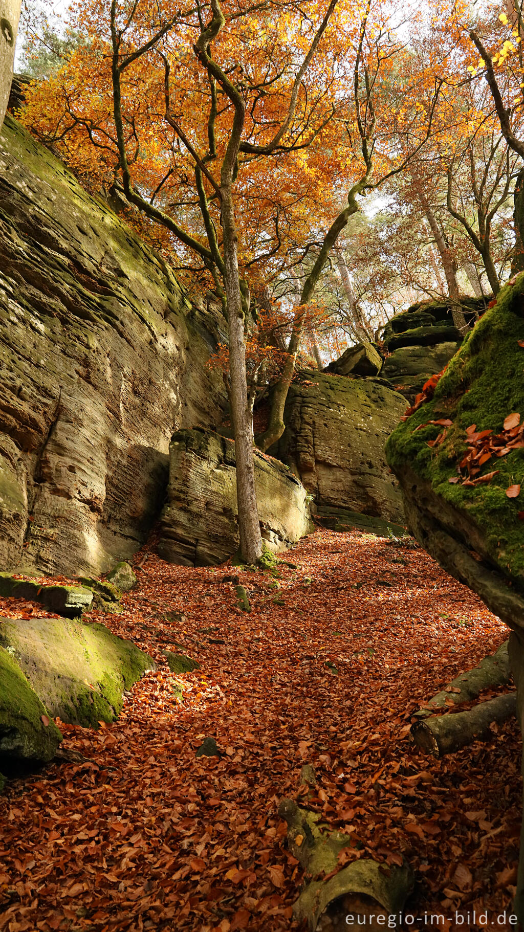 Detailansicht von Auf dem Wanderweg B2 im Müllerthal, Luxemburg